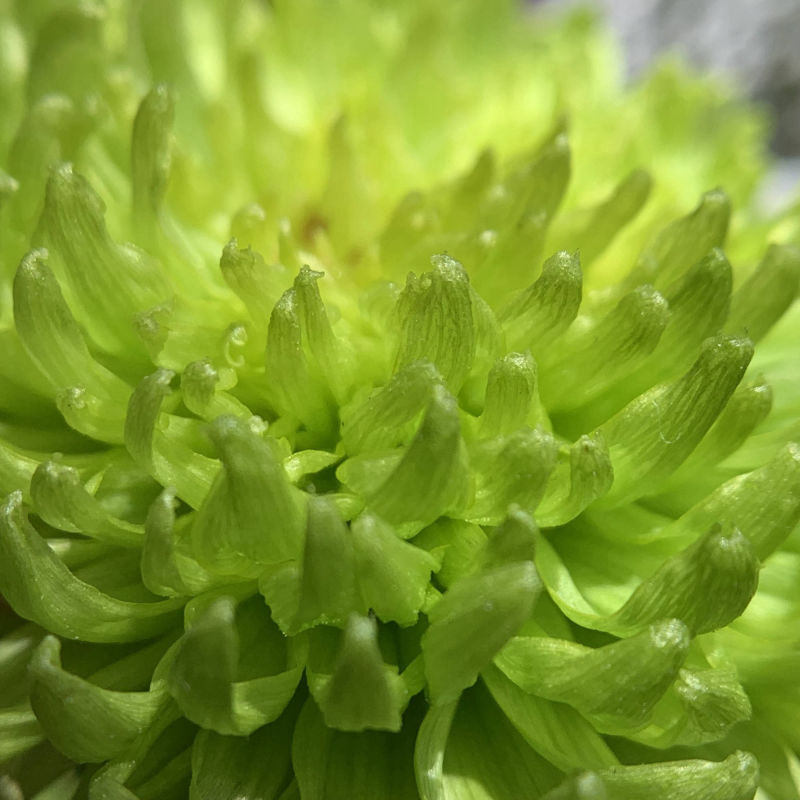 plant, green