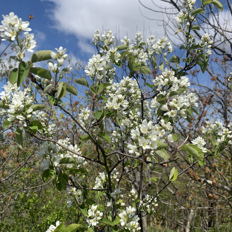 flowers, nature