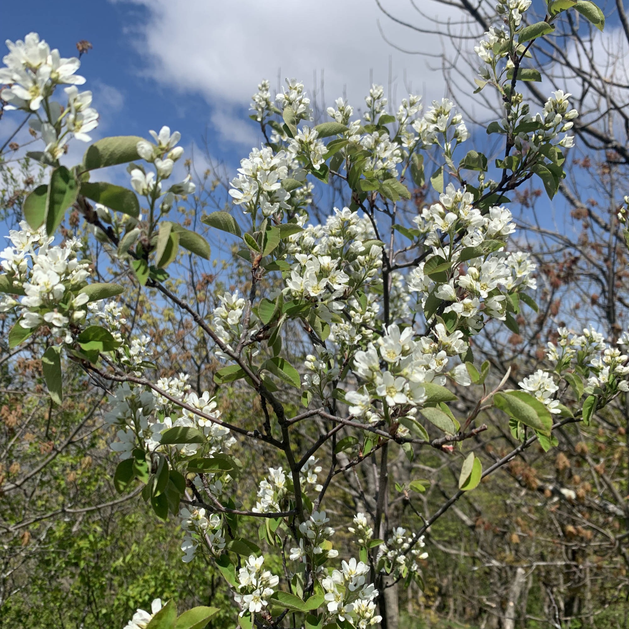flowers, nature