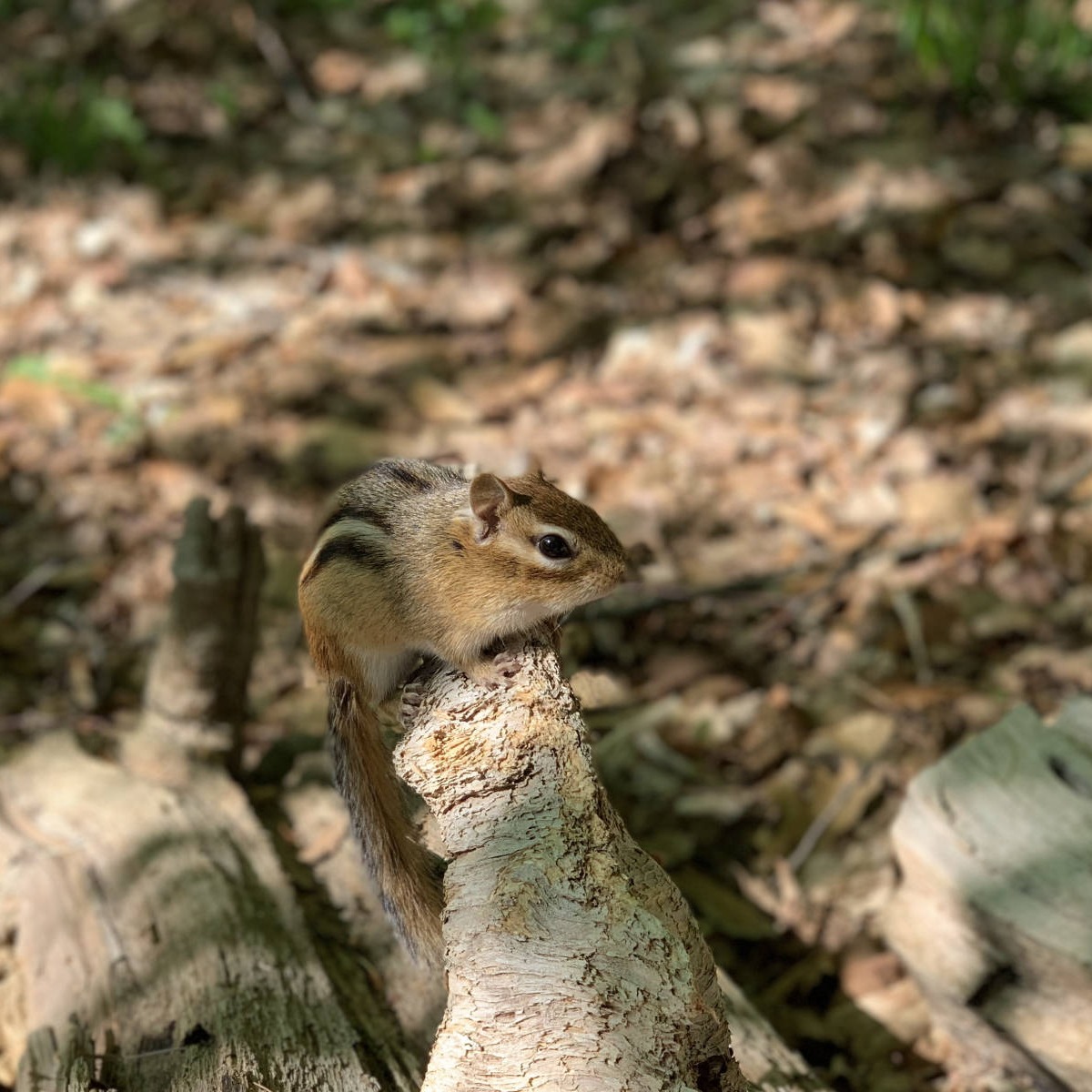 squirrel, nature