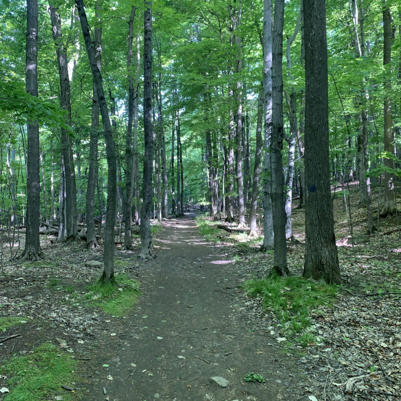 forest, walkway