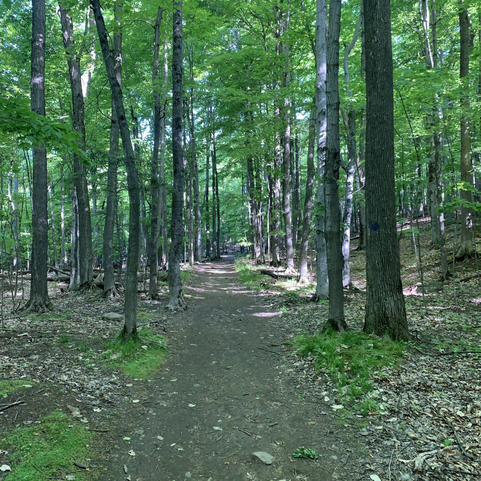 forest, walkway