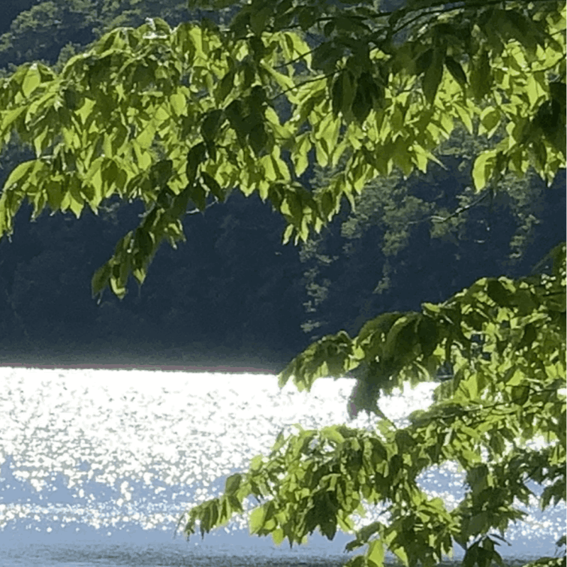 forest, lake, nature