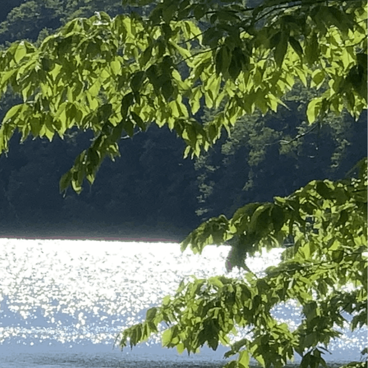forest, lake, nature