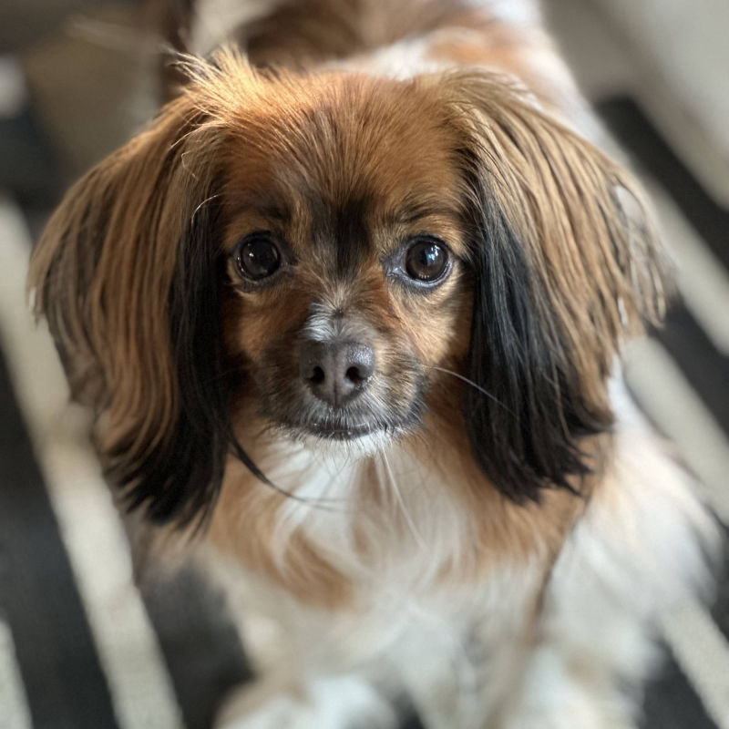 dog, bengi