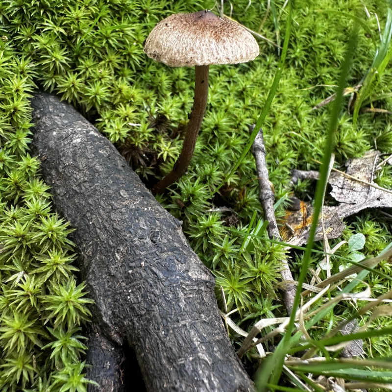 mushroom, sainthilaire