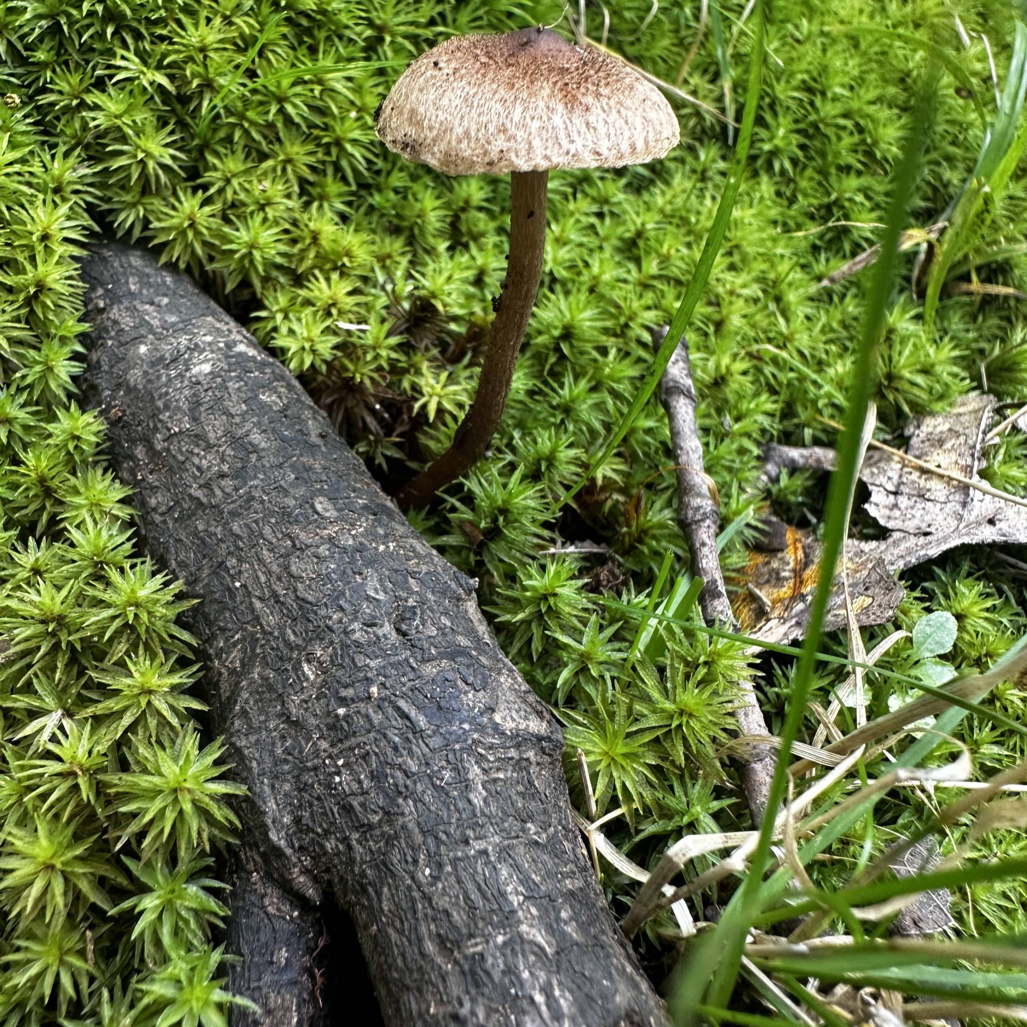 mushroom, sainthilaire